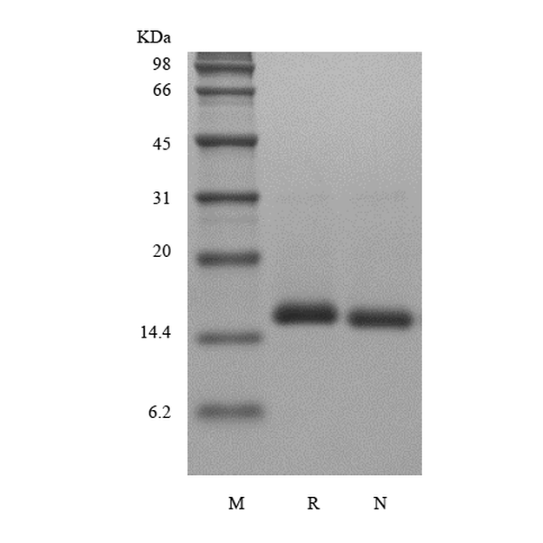 Recombinant Human BMP-7