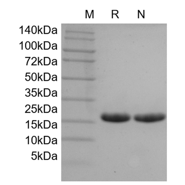 Recombinant Mouse IL-1 alpha