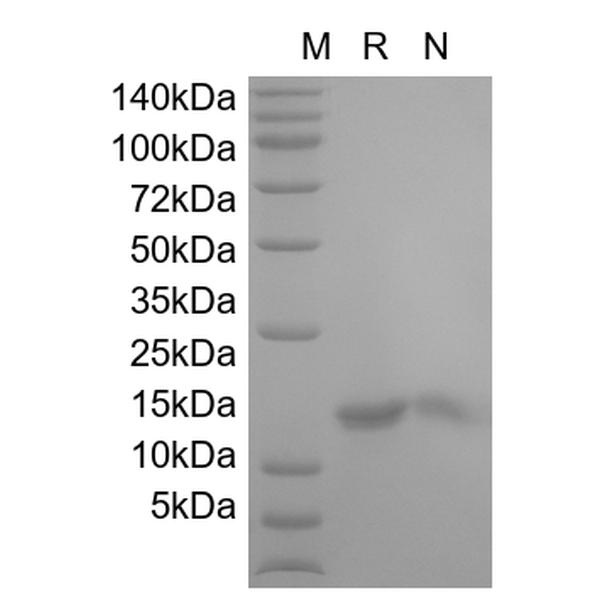 Recombinant Mouse IL-3