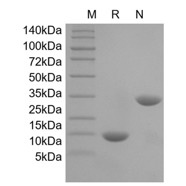 Recombinant Mouse IL-5
