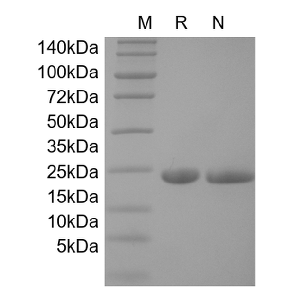 Recombinant Mouse IL-6
