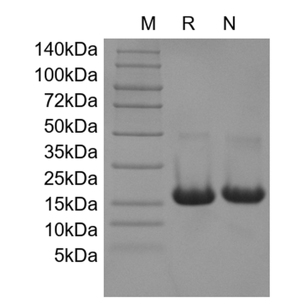 Recombinant Mouse IL-10