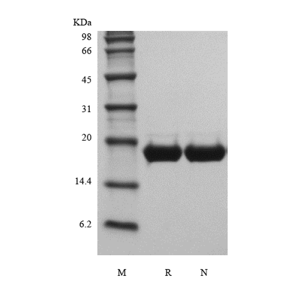 Recombinant Mouse IL-11