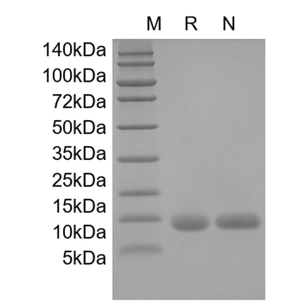Recombinant Mouse IL-13