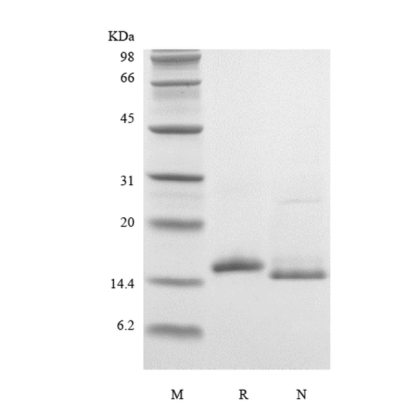 Recombinant Mouse IL-16