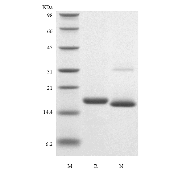 Recombinant Mouse IL-19