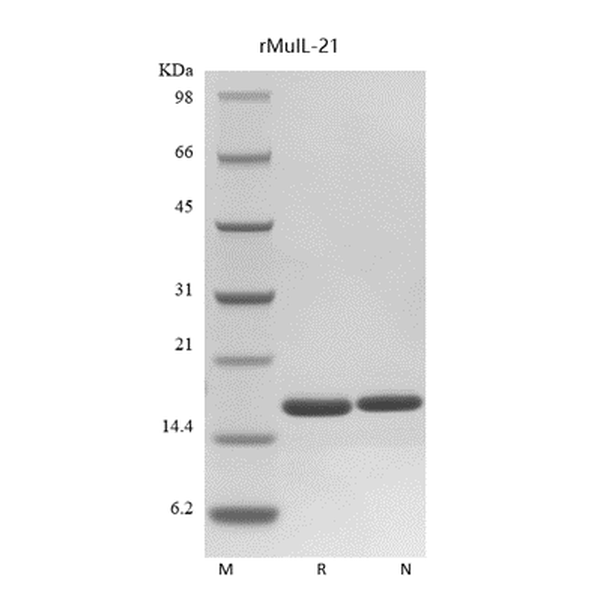 Recombinant Mouse IL-21