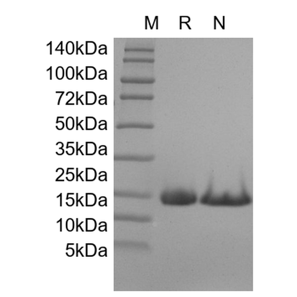 Recombinant Mouse IL-22