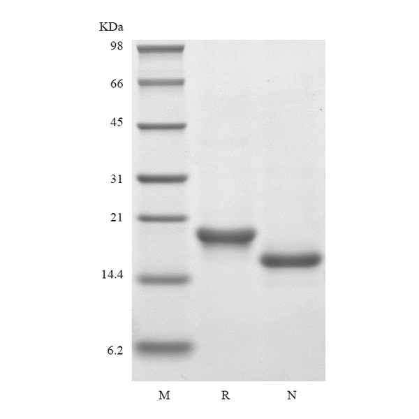 Recombinant Mouse TPO