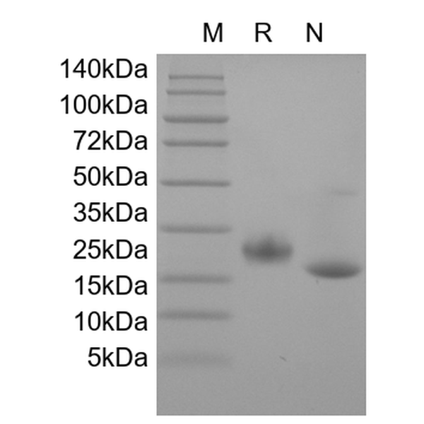 Recombinant Mouse LIF