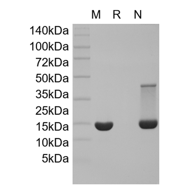 Recombinant Mouse bFGF/FGF-2