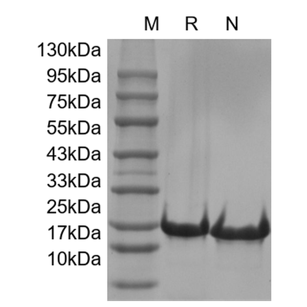 Recombinant Mouse FGF-8