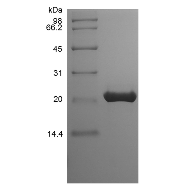 Recombinant Mouse FGF-9