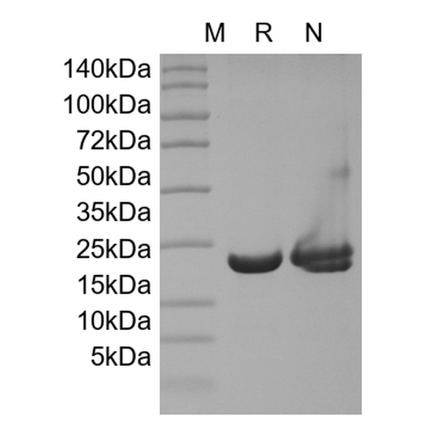 Recombinant Mouse KGF-2/FGF-10