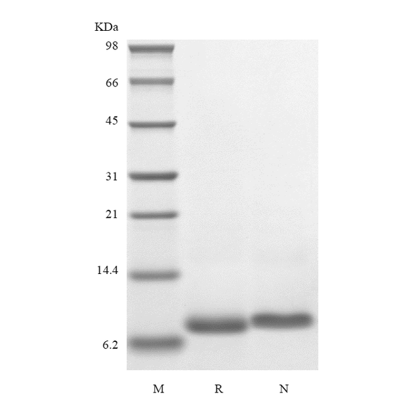 Recombinant Mouse IGF-1