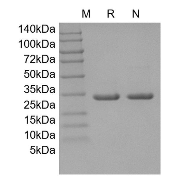 Recombinant Mouse CNTF