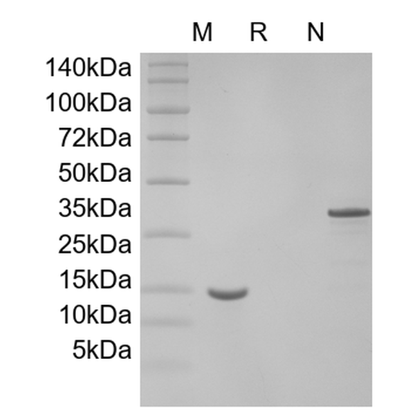 Recombinant Mouse GDNF