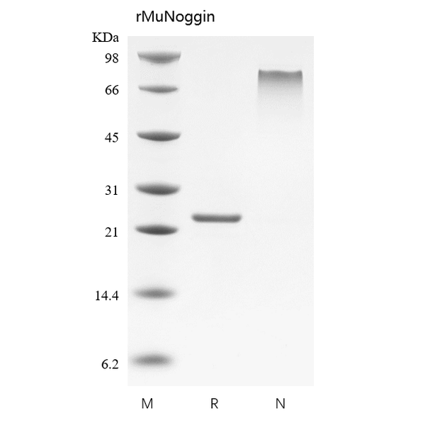 Recombinant Mouse Noggin