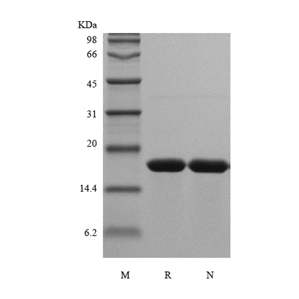 Recombinant Rat IL-1 alpha