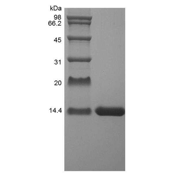 Recombinant Rat IL-2