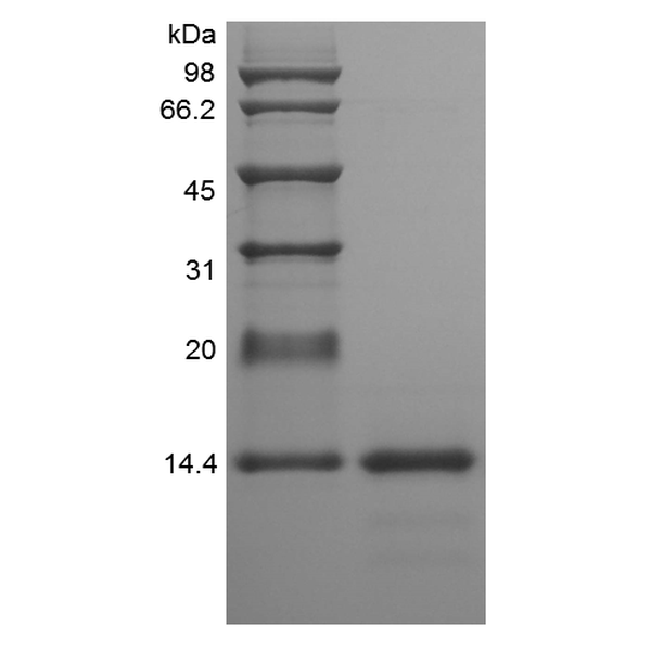 Recombinant Rat IL-4