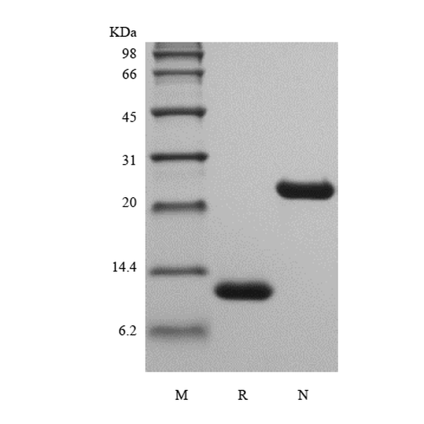 Recombinant Rat IL-5