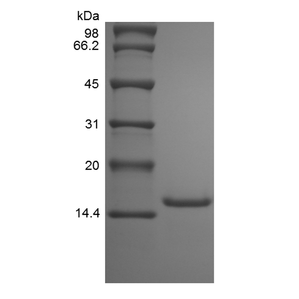 Recombinant Rat IL-9