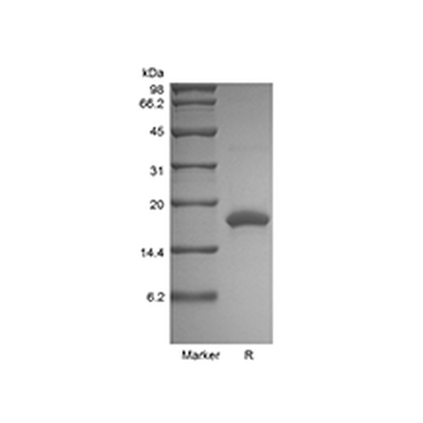 Recombinant Rat IL-10