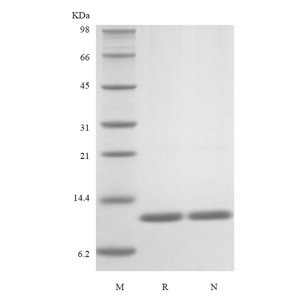 Recombinant Rat IL-13