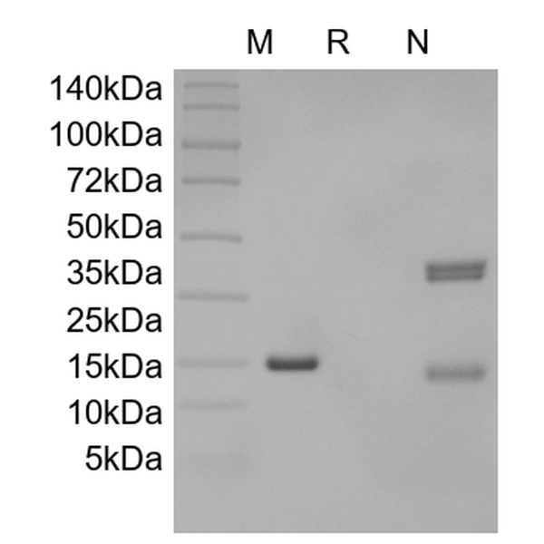 Recombinant Rat IL-17A
