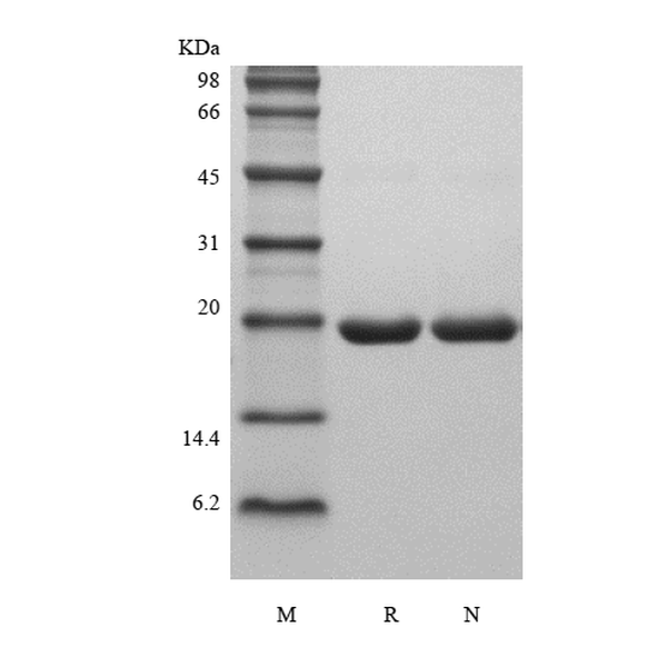 Recombinant Rat G-CSF