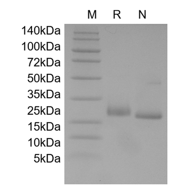 Recombinant Rat LIF