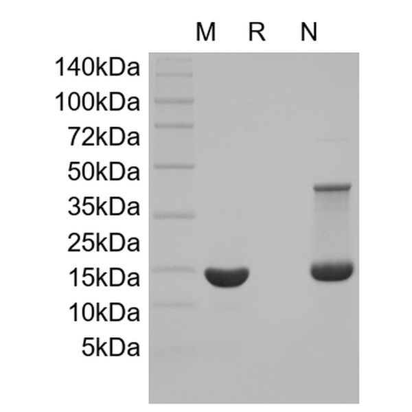 Recombinant Rat bFGF