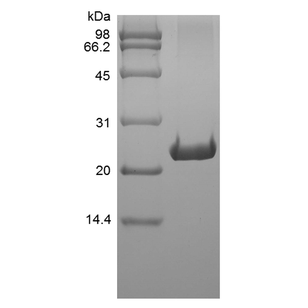 Recombinant Rat FGF-9