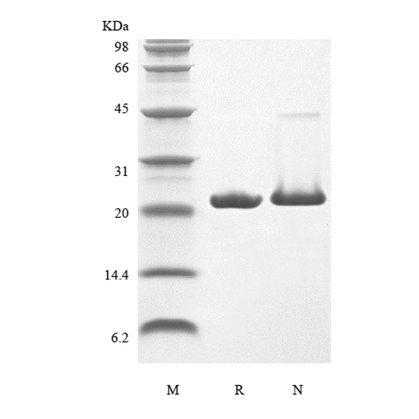 Recombinant Rat KGF-2/FGF-10