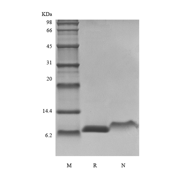 Recombinant Rat IGF-1