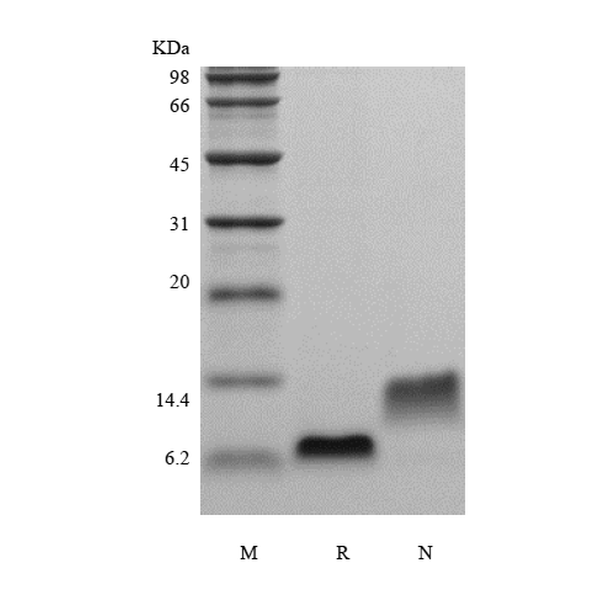Recombinant Rat EGF