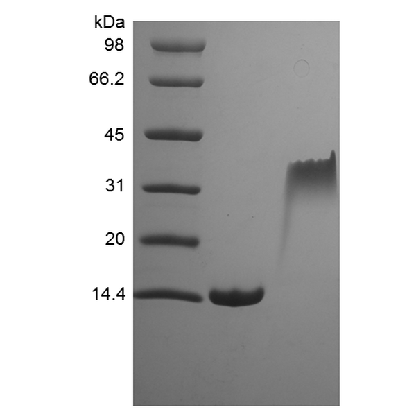 Recombinant Rat PDGF-BB