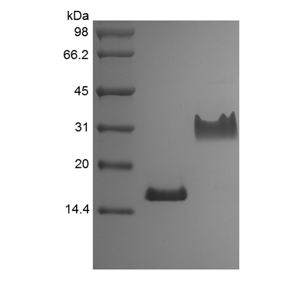 Recombinant Rat PDGF-AA