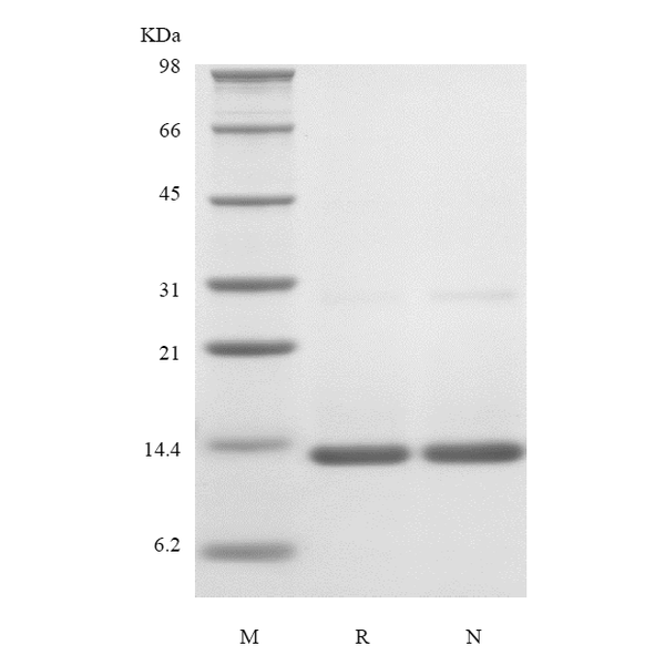 Recombinant Rat IFN-gamma