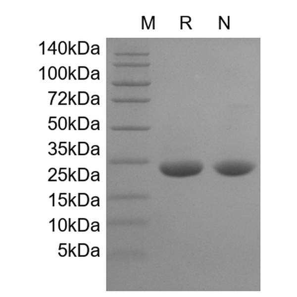 Recombinant Rat CNTF