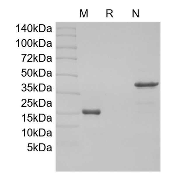 Recombinant Rat GDNF