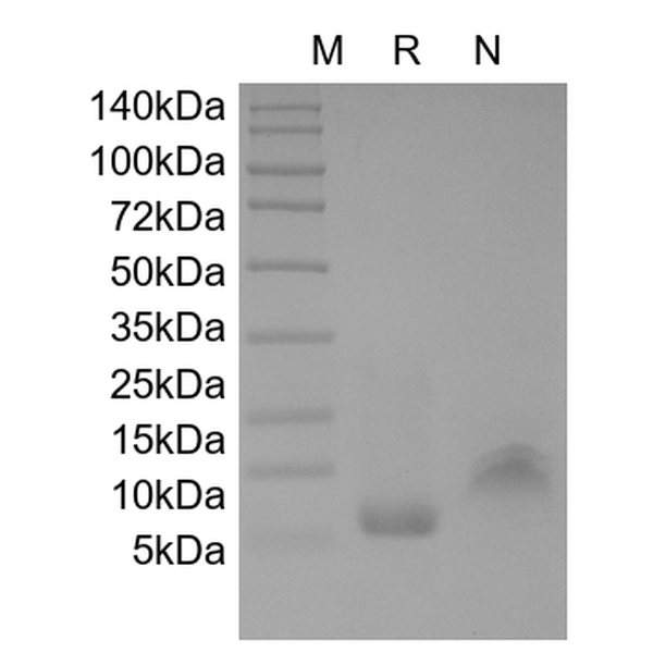Recombinant Human ENA-78, 5-78 a.a./CXCL5