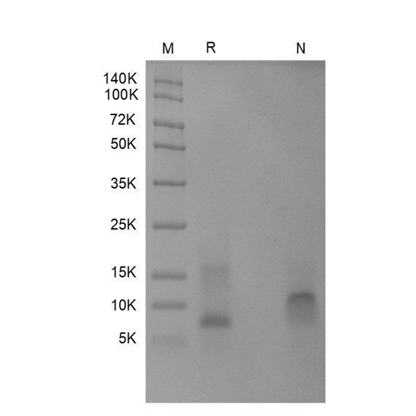 Recombinant Human NAP-2/CXCL7