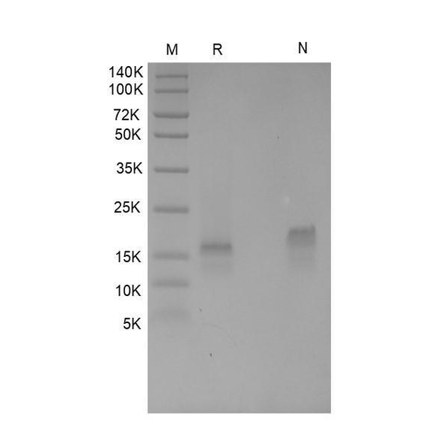 Recombinant Human MIG/CXCL9