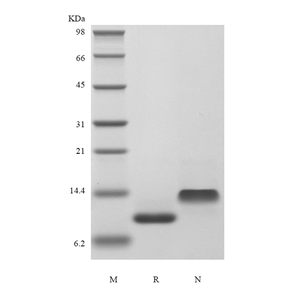 Recombinant Human IP-10/CXCL10