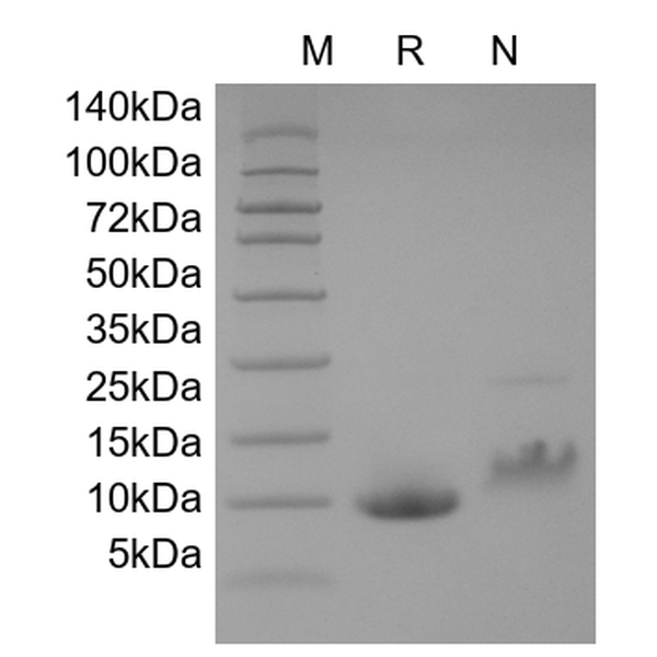 Recombinant Human MCP-1/CCL2