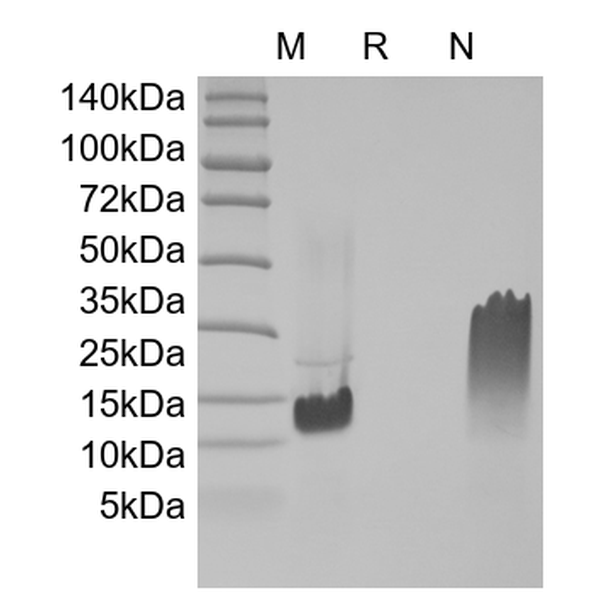 Recombinant Human Eotaxin-3/CCL26
