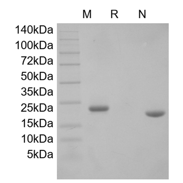 Recombinant Mouse Prolactin