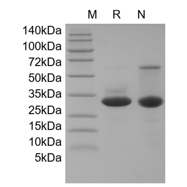 Recombinant Human SHH